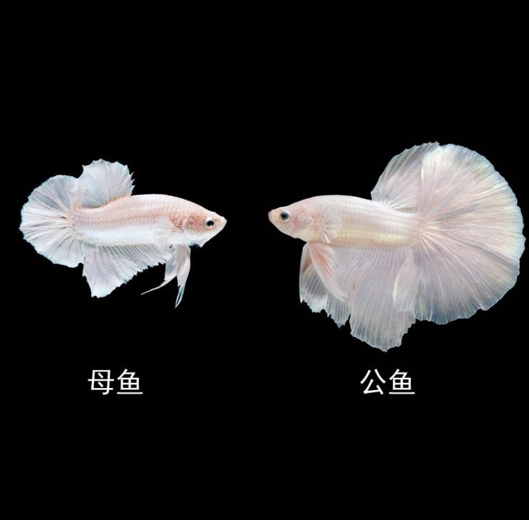 純白觀賞魚是什么品種的魚（全身白色觀賞魚有哪些種類？）