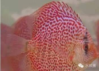 純白觀賞魚是什么品種的魚（全身白色觀賞魚有哪些種類？） 純白觀賞魚是什么品種的魚（全身白色觀賞魚有哪些種類？） 武吉美拉金龍魚 第4張