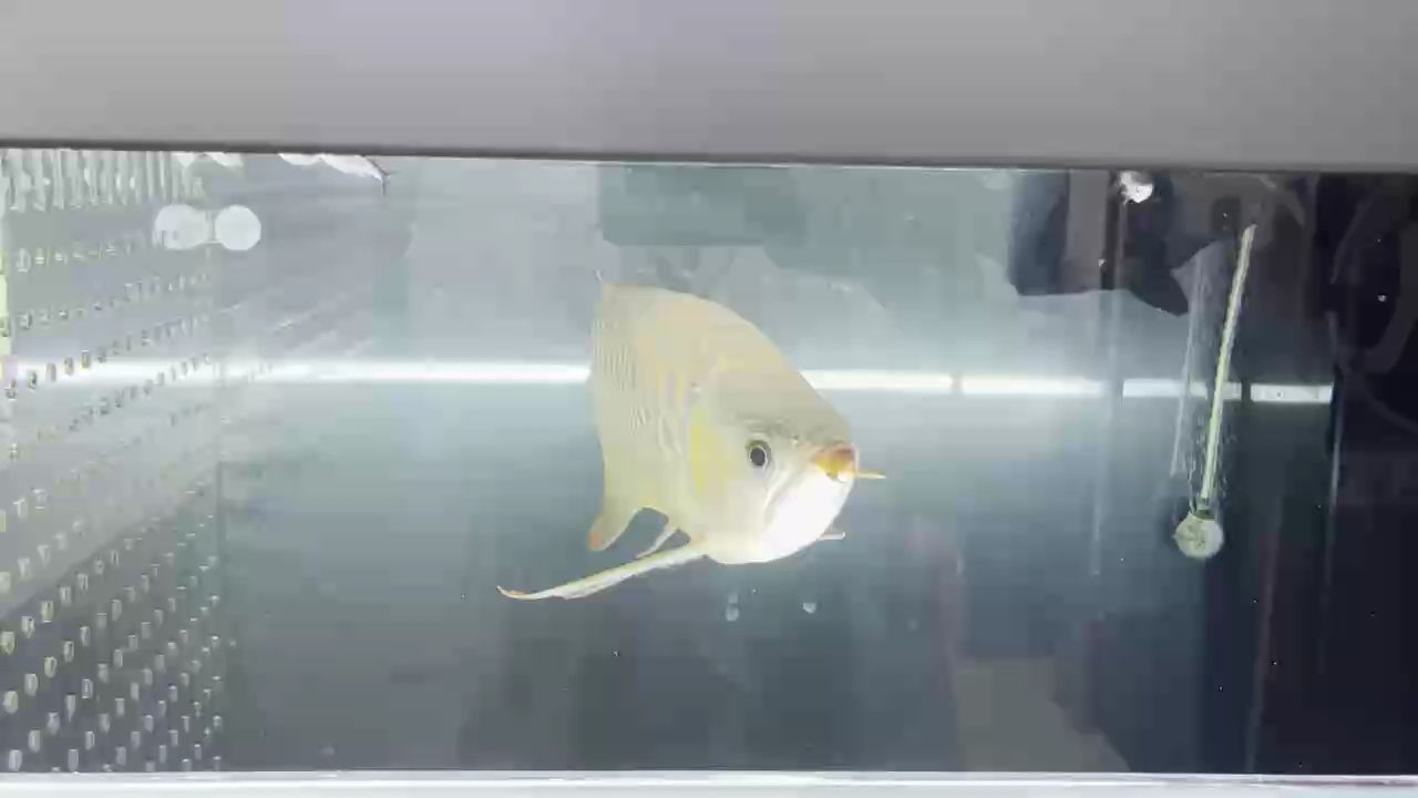 養了一年的紅龍，不見發色
