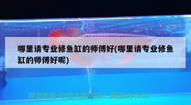 魚(yú)缸鋪石子好不好看 魚(yú)缸鋪石子好不好看圖片