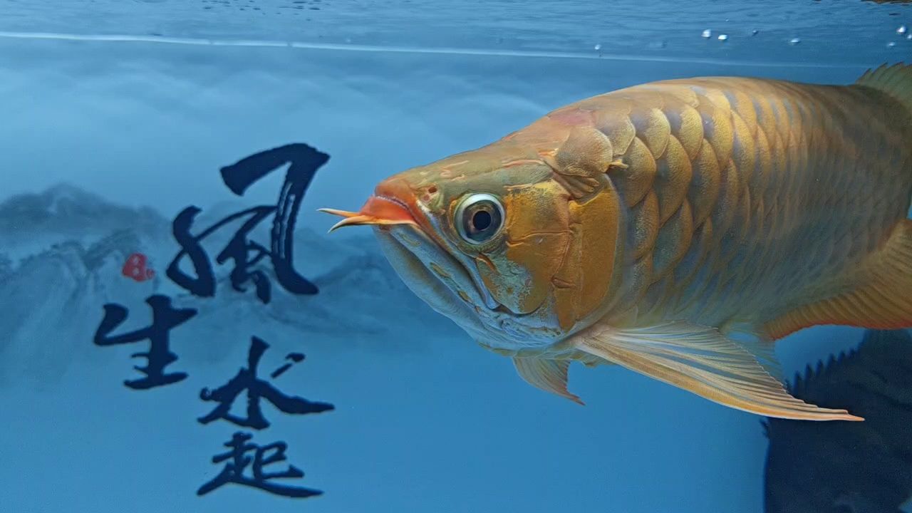 玻璃做魚缸怎么粘才牢固:如何自制玻璃魚缸 心情愉快?? 龍魚論壇 心情愉快?? 心情愉快?? 龍魚論壇