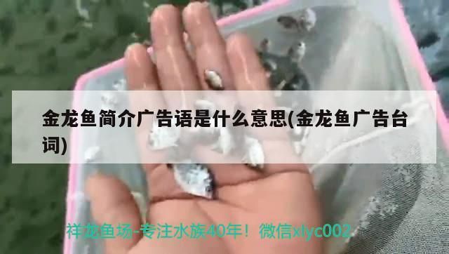 金龍魚簡介廣告語是什么意思(金龍魚廣告臺詞)