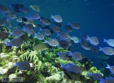 水族館推薦（探索海洋奧秘——精選全球水族館）