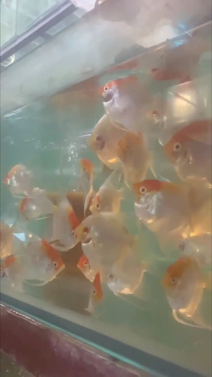 金頭 墨燕?? 金頭 墨燕?? 龍魚論壇 第1張
