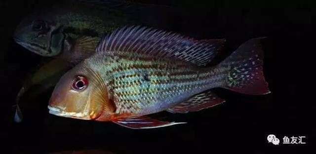 白子關刀魚苗(關于白子關刀魚苗的一些信息) 一方水族 第1張 白子關刀魚苗(關于白子關刀魚苗的一些信息) 白子關刀魚苗(關于白子關刀魚苗的一些信息) 一方水族 第1張