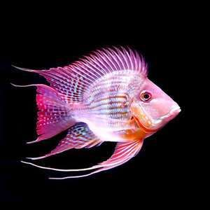 白子關刀魚苗(關于白子關刀魚苗的一些信息) 一方水族 第2張 白子關刀魚苗(關于白子關刀魚苗的一些信息) 白子關刀魚苗(關于白子關刀魚苗的一些信息) 一方水族 第2張