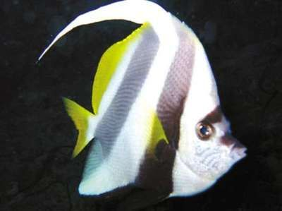 白子關刀魚苗(關于白子關刀魚苗的一些信息) 一方水族 第3張 白子關刀魚苗(關于白子關刀魚苗的一些信息) 白子關刀魚苗(關于白子關刀魚苗的一些信息) 一方水族 第3張