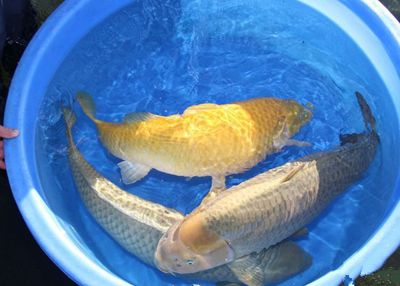 銀色金龍魚多少錢一只啊圖片：探尋銀色金龍魚的價格之謎，多因素交織下的價值考量