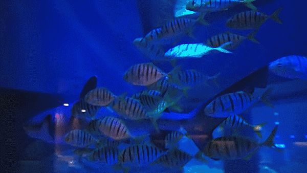 3d水族館動態壁紙2019(3d水族館動態壁紙2019動態壁紙設置教程) 水族館百科(水族館加盟) 第5張 3d水族館動態壁紙2019(3d水族館動態壁紙2019動態壁紙設置教程) 3d水族館動態壁紙2019(3d水族館動態壁紙2019動態壁紙設置教程) 水族館百科(水族館加盟) 第5張
