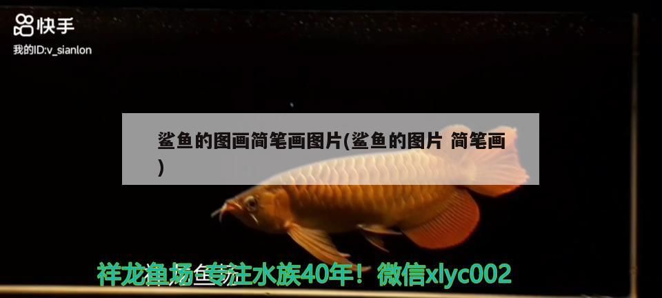 鯊魚的圖畫簡(jiǎn)筆畫圖片(鯊魚的圖片 簡(jiǎn)筆畫)