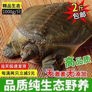 龍魚最適宜的溫度是多少度呢：探秘龍魚生存密碼，水溫的黃金奧秘