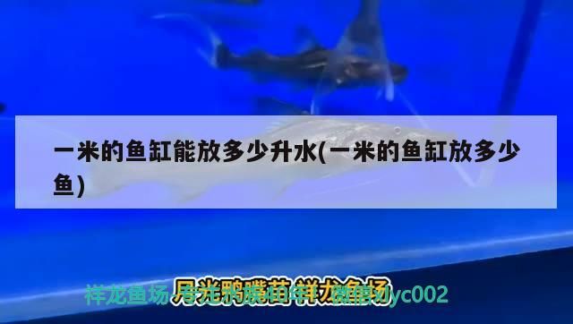 魚缸用增氧泵價(jià)格是多少:魚缸增氧機(jī)-xtrac增氧機(jī)-xtrac增氧機(jī) 一米的魚缸能放多少升水(一米的魚缸放多少魚) 錦鯉魚百科 一米的魚缸能放多少升水(一米的魚缸放多少魚) 一米的魚缸能放多少升水(一米的魚缸放多少魚) 錦鯉魚百科