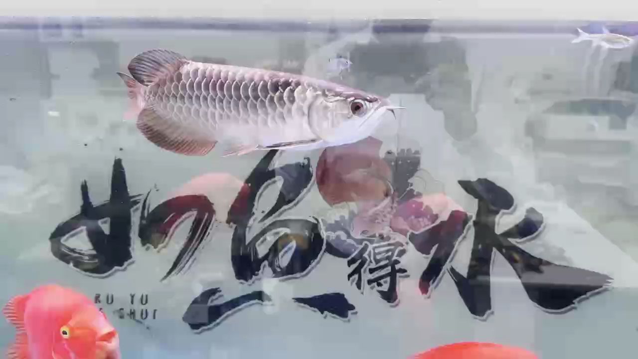 目測32公分的小金龍、
