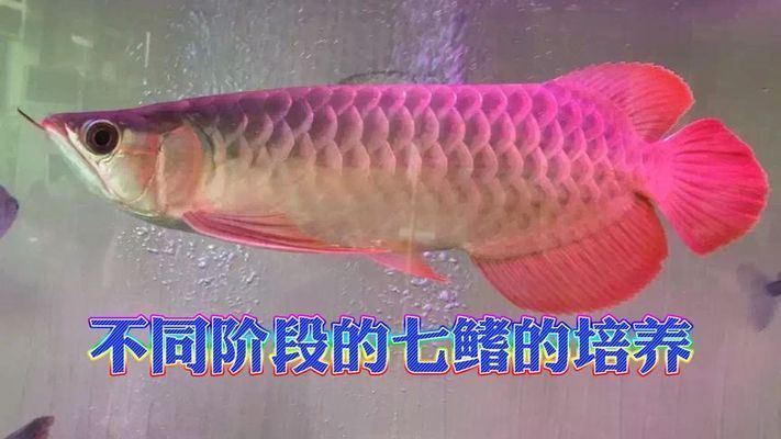 紅龍魚七鰭介紹圖：紅龍魚七鰭介紹圖詳情 紅龍魚七鰭介紹圖：紅龍魚七鰭介紹圖詳情 紅龍魚百科 第2張