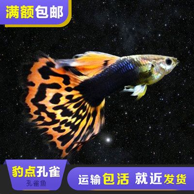 龍魚最近不吃東西了怎么回事兒：龍魚絕食之謎，探尋水下精靈的罷食緣由