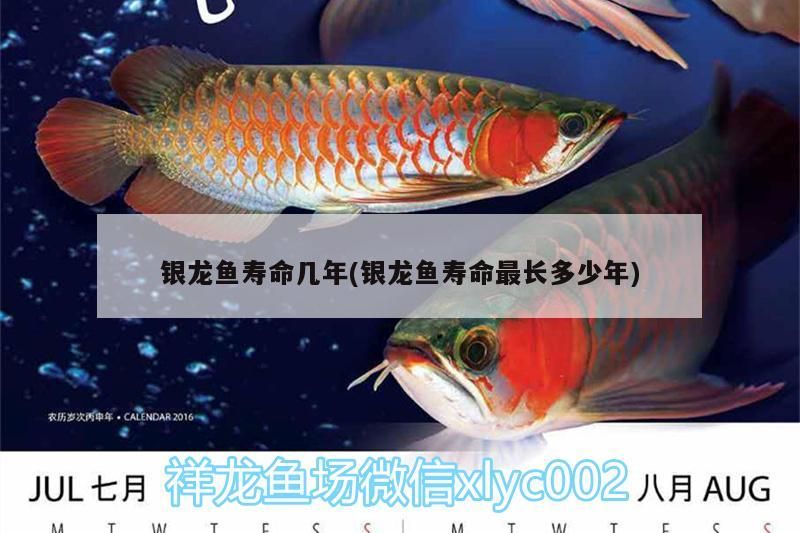 銀龍魚壽命幾年(銀龍魚壽命最長多少年)