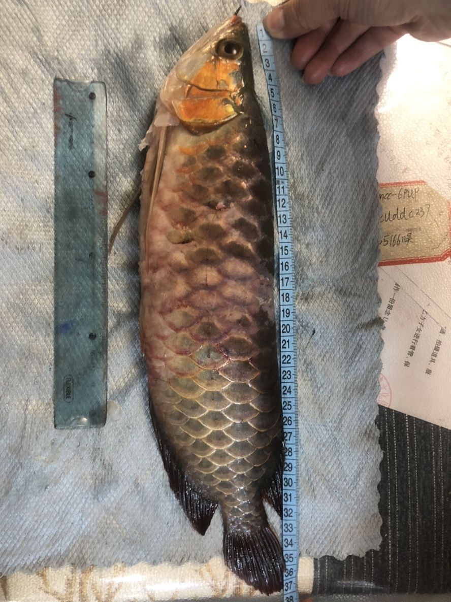 15個(gè)月掛了 龍魚(yú)論壇 第1張 15個(gè)月掛了 15個(gè)月掛了 龍魚(yú)論壇 第1張