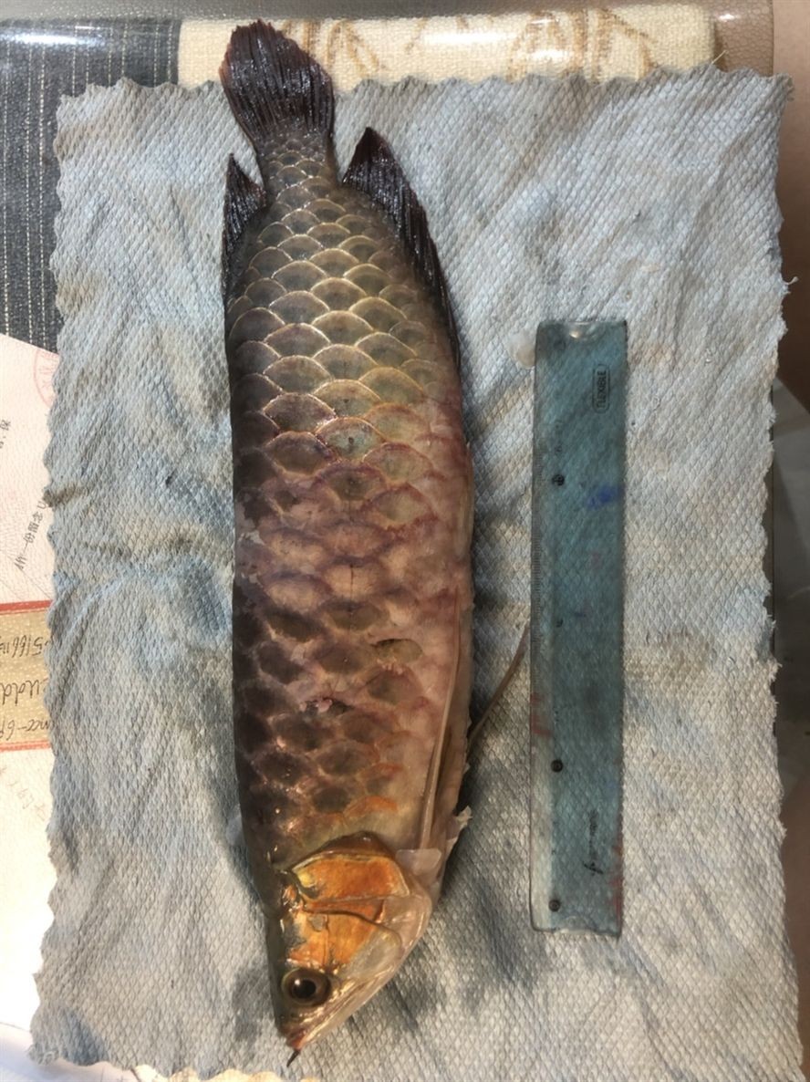 15個(gè)月掛了 龍魚(yú)論壇 第2張 15個(gè)月掛了 15個(gè)月掛了 龍魚(yú)論壇 第2張