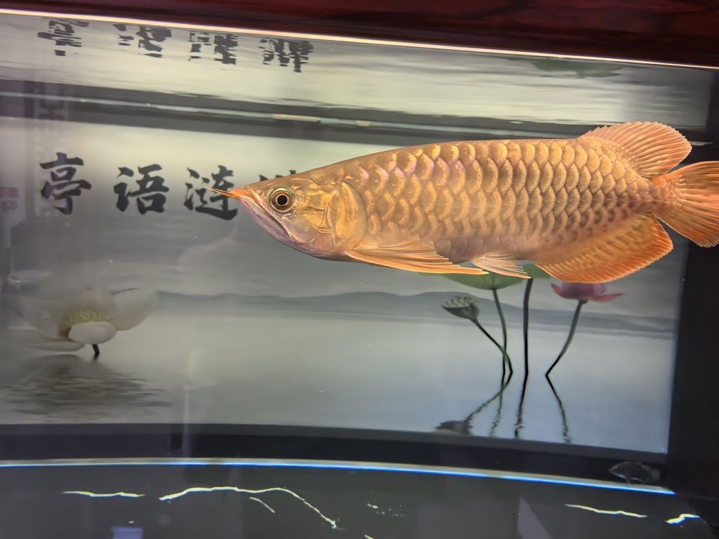 龍魚最佳水溫是多少度：探尋龍魚最佳水溫，守護水中貴族的健康奧秘