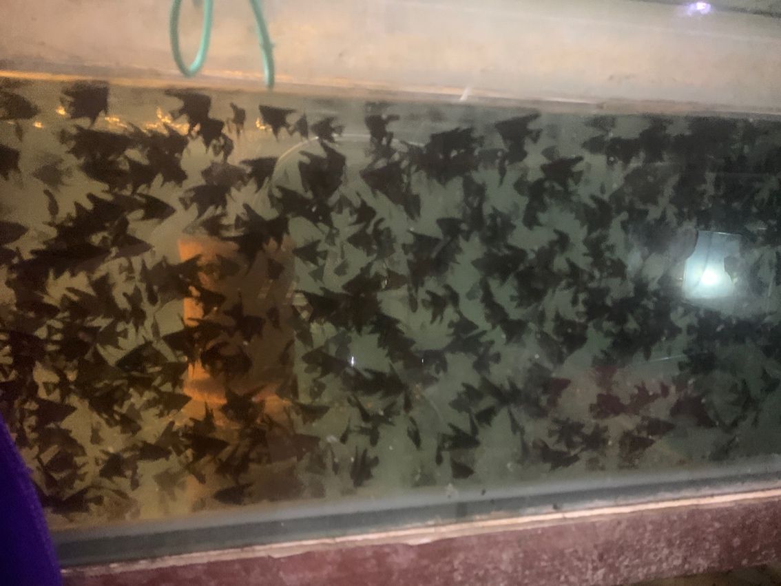 金頭，墨燕源頭，自己出魚。 從事行業(yè) 30余載??誠信批發(fā)，以魚會友。 有意者私。