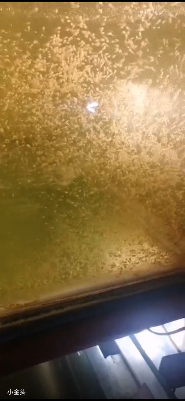 金頭，墨燕源頭，自己出魚。 從事行業(yè) 30余載??誠信批發(fā)，以魚會友。 有意者私。