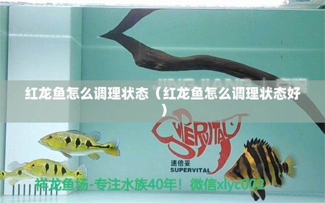 龍魚最好的配魚是什么魚：龍魚的最佳配魚之選，和諧水族世界的奧秘