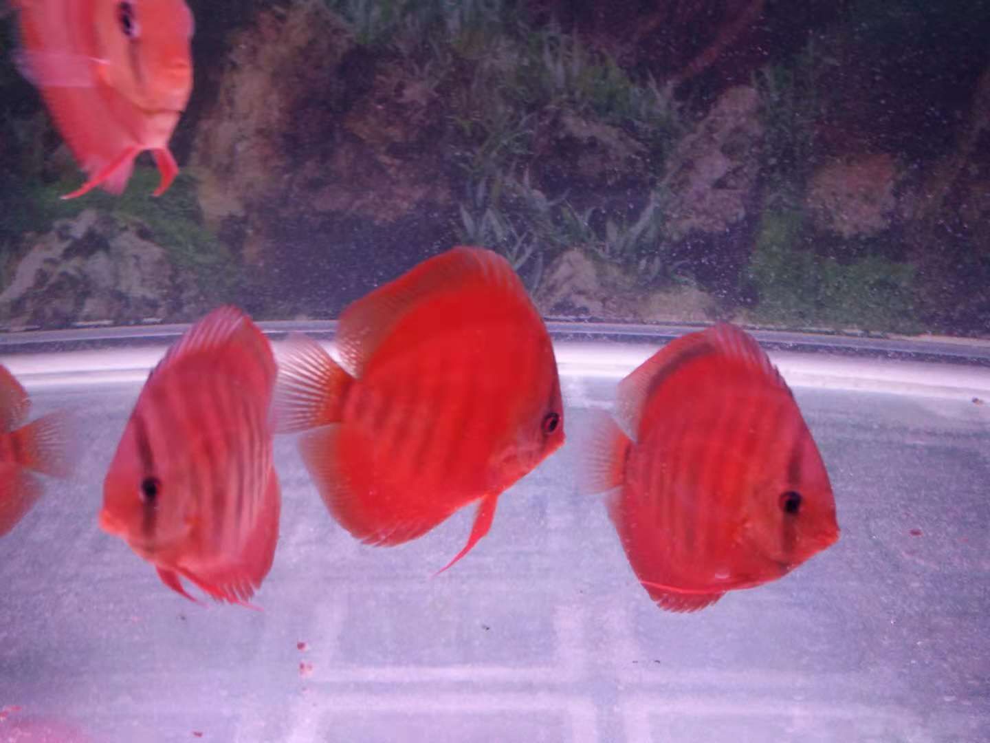 龍魚最貴的多少錢一條：探尋龍魚價(jià)格之巔，最貴龍魚背后的奧秘與價(jià)值