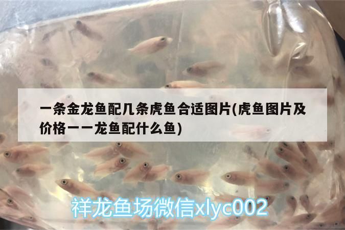 魟魚 一條金龍魚配幾條虎魚合適圖片(虎魚圖片及價格一一龍魚配什么魚) 虎魚百科 一條金龍魚配幾條虎魚合適圖片(虎魚圖片及價格一一龍魚配什么魚) 一條金龍魚配幾條虎魚合適圖片(虎魚圖片及價格一一龍魚配什么魚) 虎魚百科