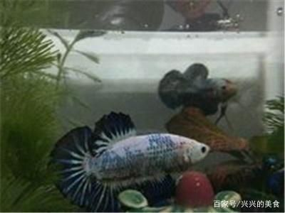 觀賞魚最容易養的是什么品種（觀賞魚的養護技巧）