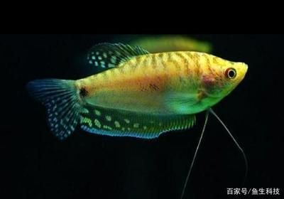 觀賞魚最容易養的是什么品種（觀賞魚的養護技巧）