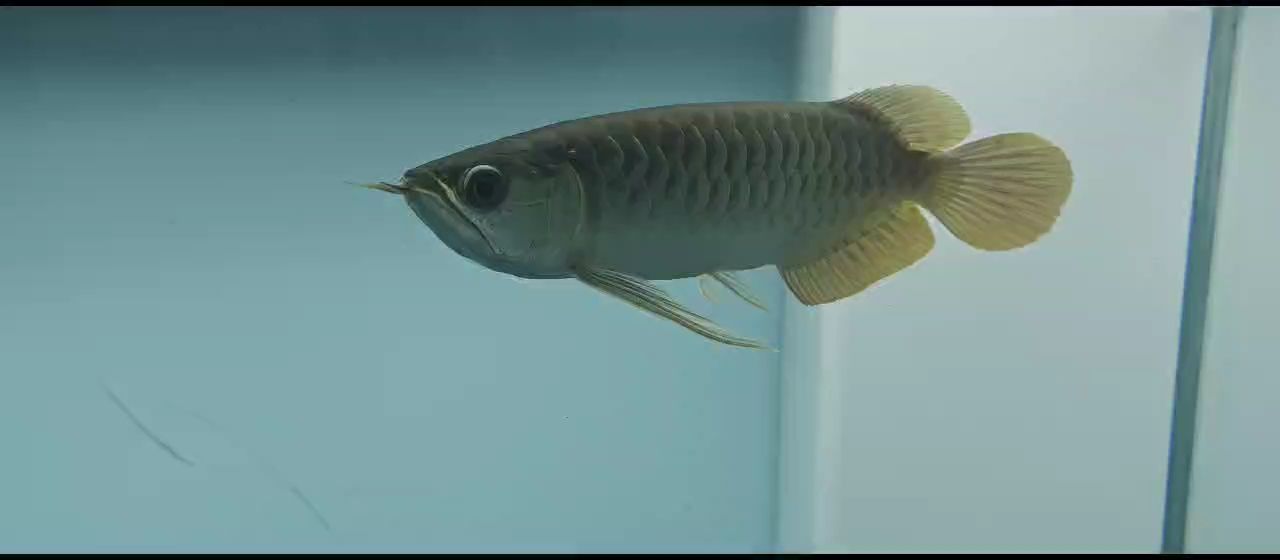 這是壓養的老頭魚嗎 這是壓養的老頭魚嗎 龍魚論壇
