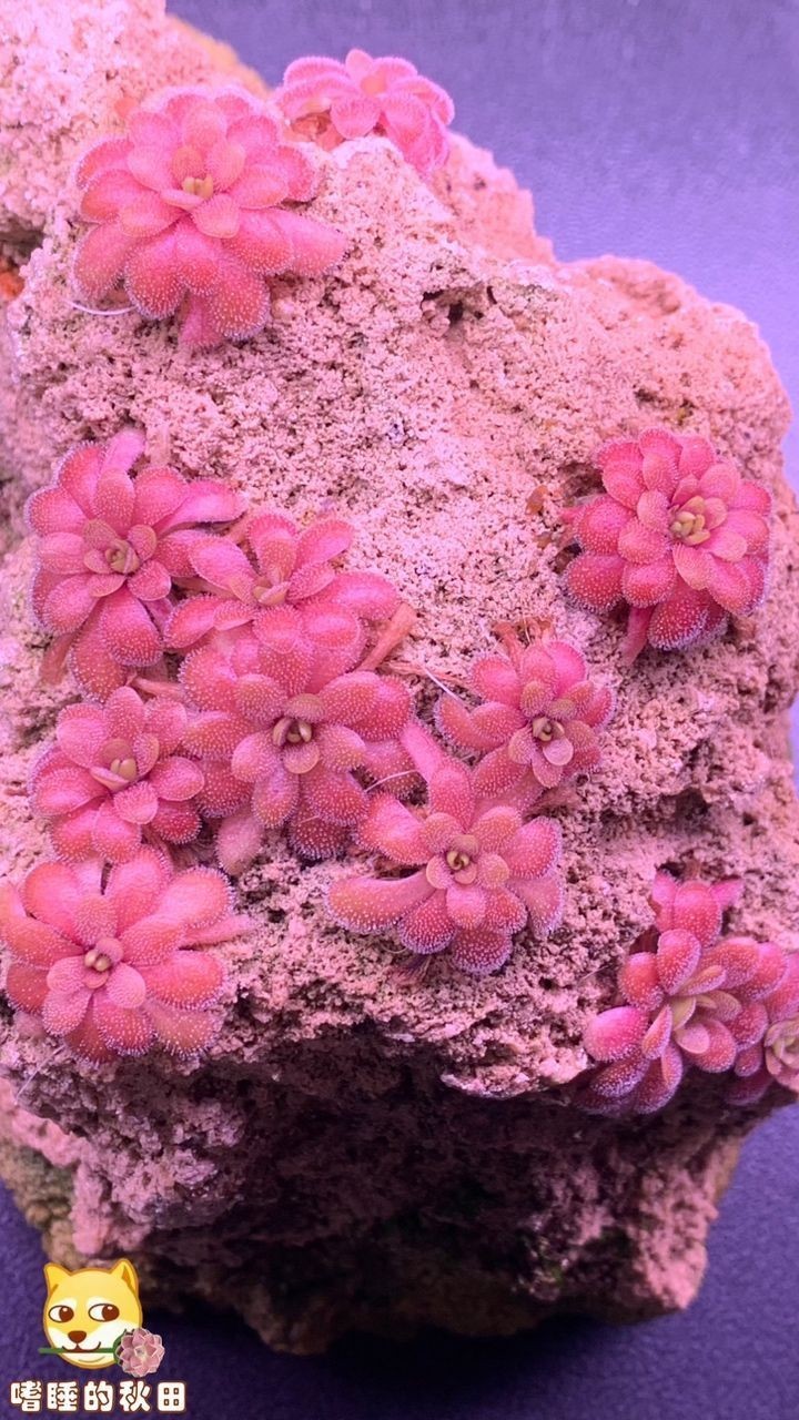 陌上花開，我自賞，風自來～