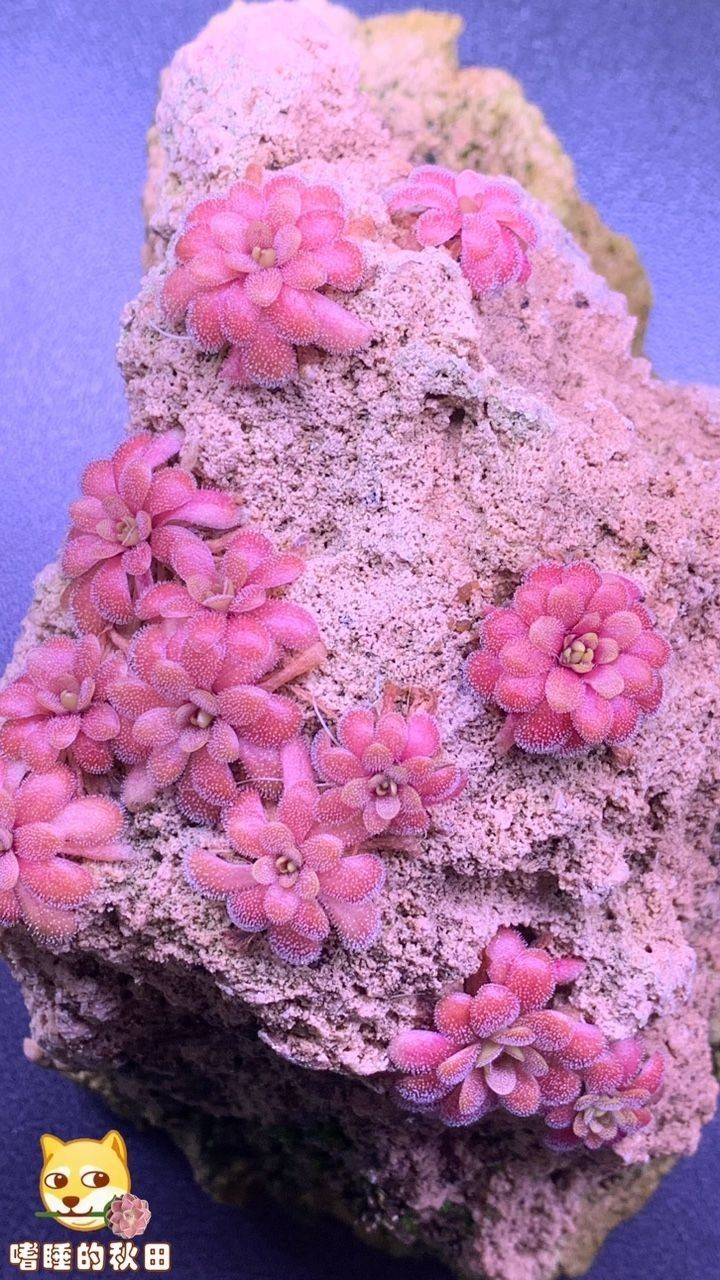 陌上花開，我自賞，風自來～