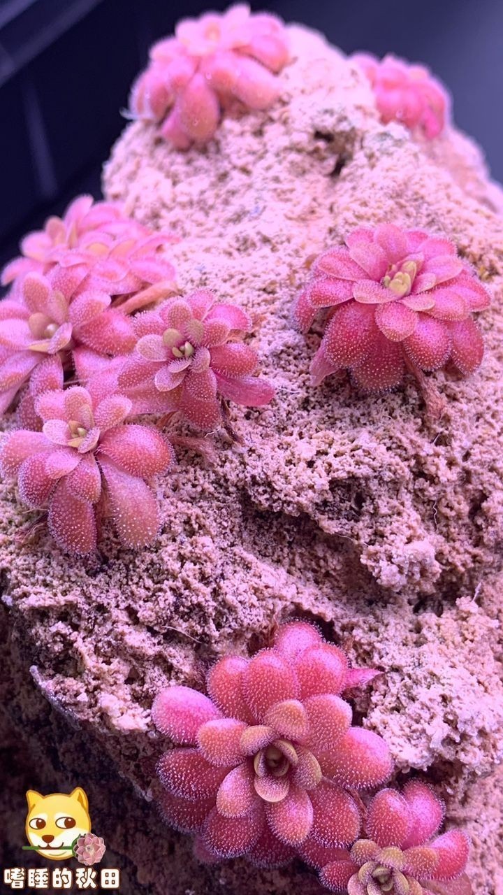 陌上花開，我自賞，風自來～