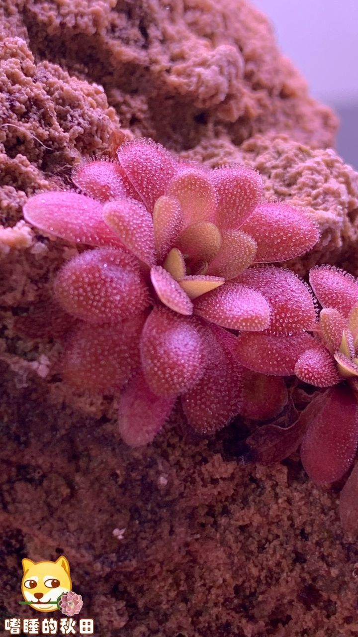 陌上花開，我自賞，風自來～