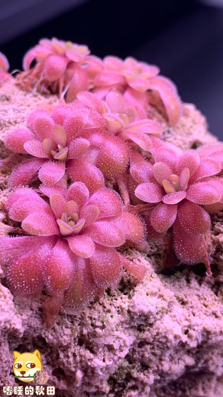 陌上花開，我自賞，風自來～