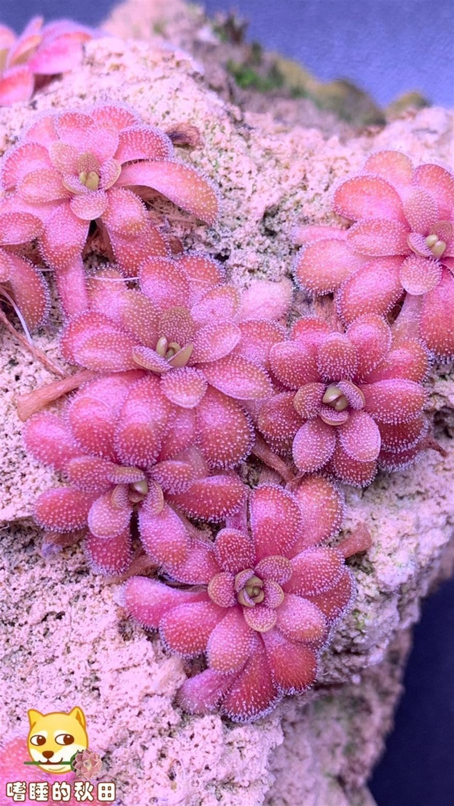 陌上花開，我自賞，風自來～