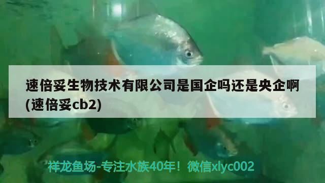 速倍妥生物技術(shù)有限公司是國(guó)企嗎還是央企啊(速倍妥cb2) 速倍妥生物技術(shù)有限公司是國(guó)企嗎還是央企啊(速倍妥cb2) 速倍妥