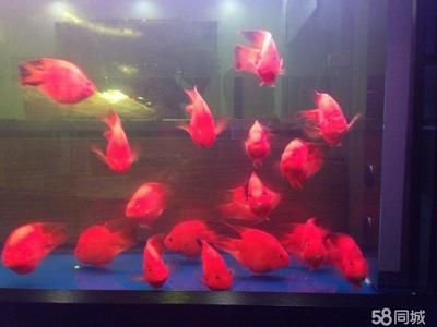 魟魚清理魚缸嗎:魟魚具有清理魚缸的能力嗎 魟魚百科 第1張 魟魚清理魚缸嗎:魟魚具有清理魚缸的能力嗎 魟魚清理魚缸嗎:魟魚具有清理魚缸的能力嗎 魟魚百科 第1張