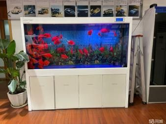 魟魚清理魚缸嗎:魟魚具有清理魚缸的能力嗎 魟魚百科 第2張 魟魚清理魚缸嗎:魟魚具有清理魚缸的能力嗎 魟魚清理魚缸嗎:魟魚具有清理魚缸的能力嗎 魟魚百科 第2張