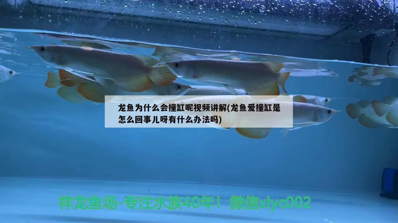 自貢水族批發市場仟湖早安古色古韻才是生活氣息
