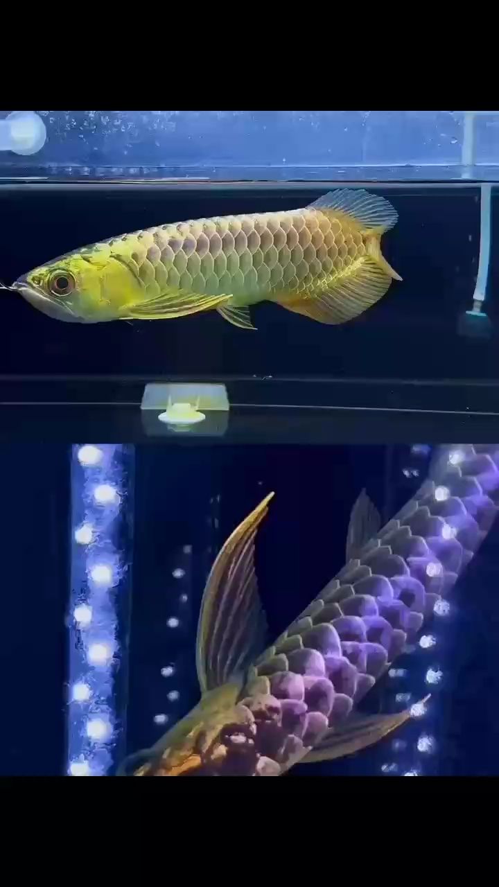 被我養的返垢了嗎