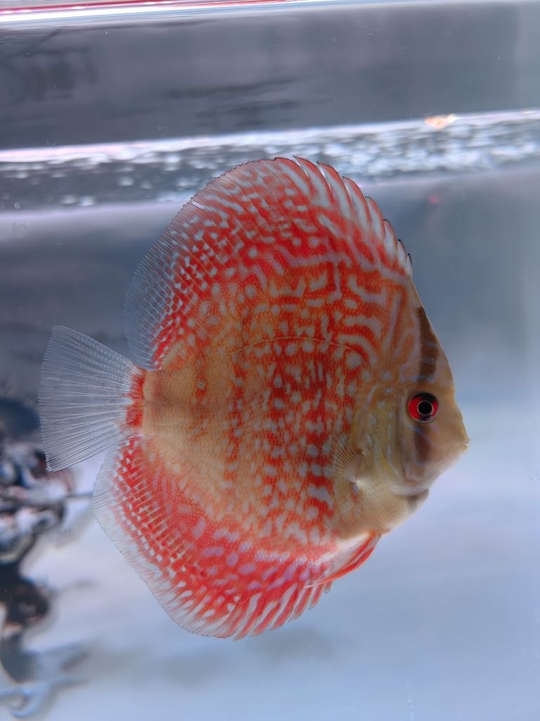 4個月零5天咯 4個月零5天咯 龍魚論壇 第2張