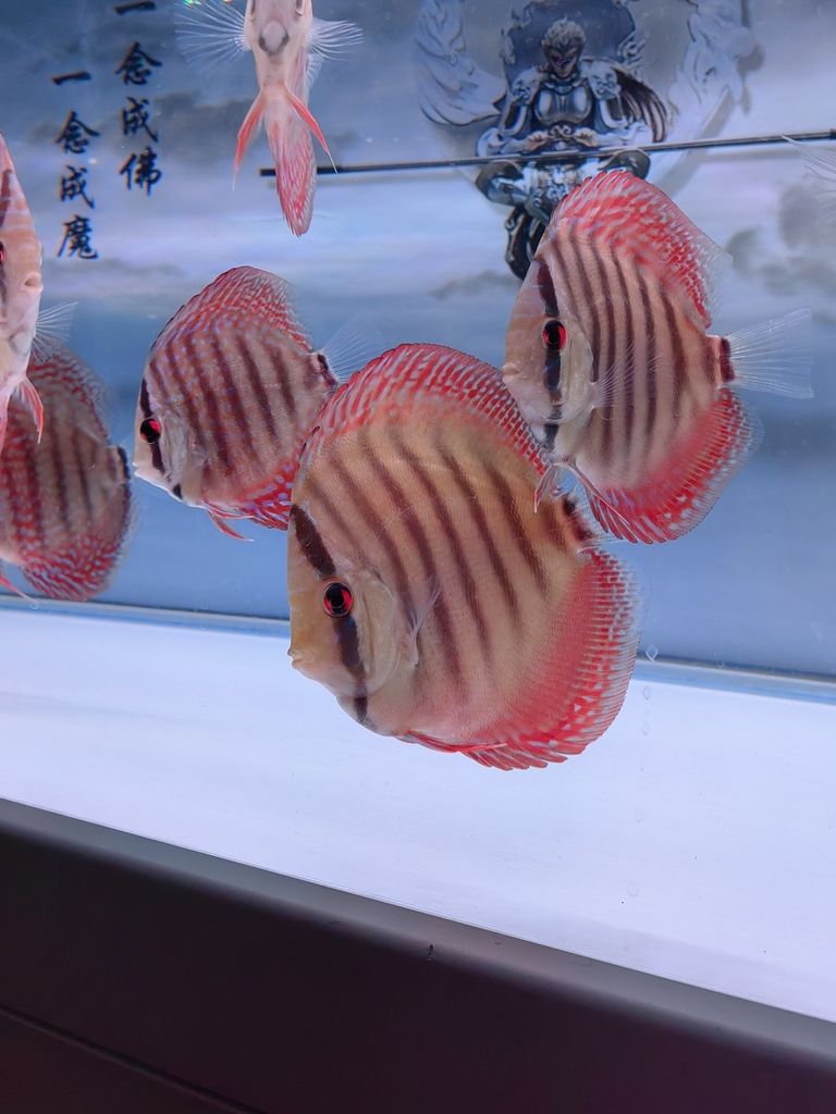 4個月零5天咯 4個月零5天咯 龍魚論壇 第6張