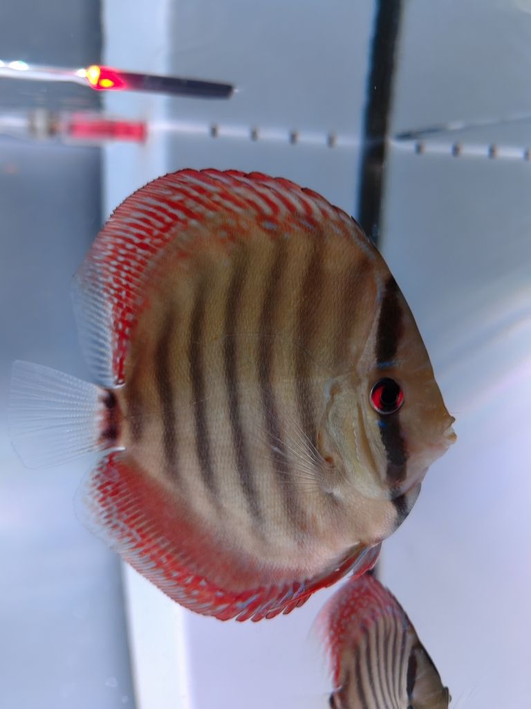 4個月零5天咯 4個月零5天咯 龍魚論壇 第8張