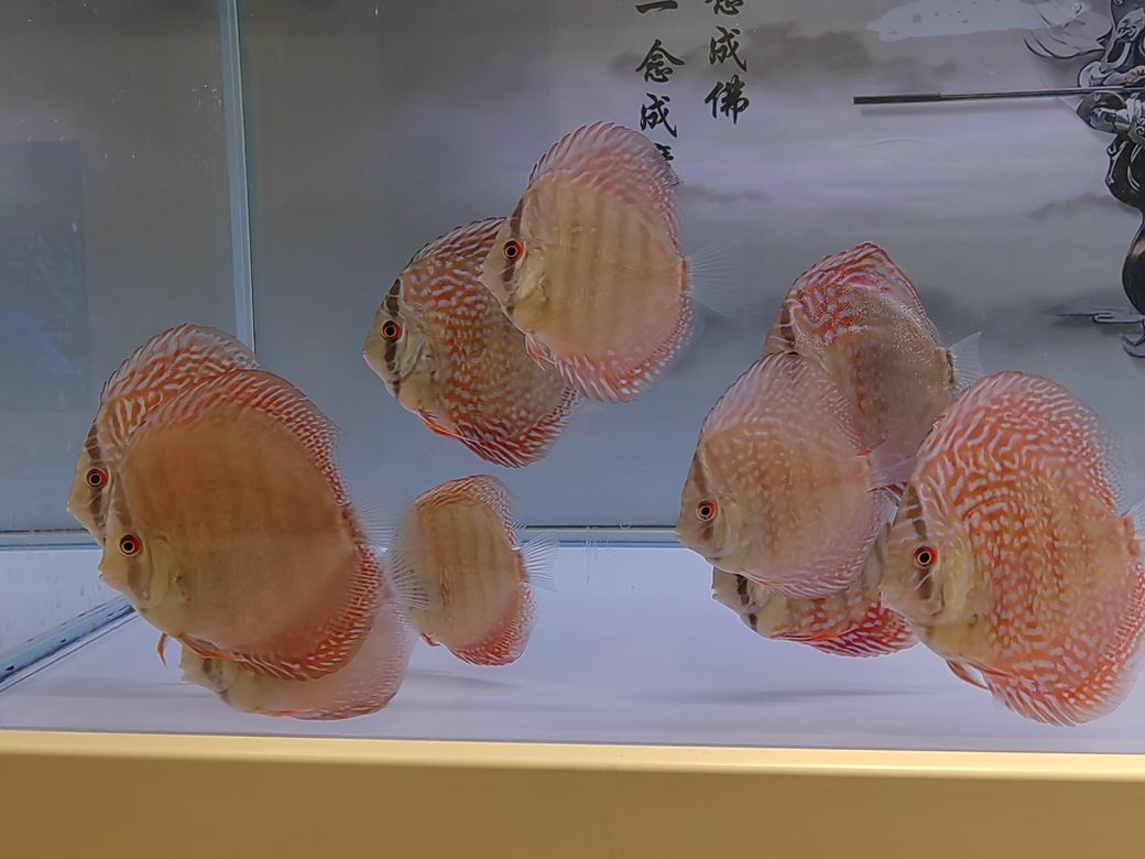 4個月零5天咯 4個月零5天咯 龍魚論壇 第9張