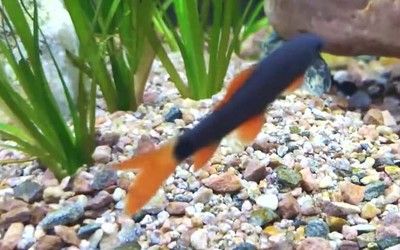 龍魚嘴爛了一星期能長好嗎圖片：龍魚嘴爛了一星期能長好嗎？探秘龍魚傷口自愈之謎