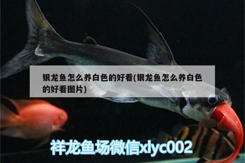 銀龍魚怎么養白色的好看(銀龍魚怎么養白色的好看圖片)