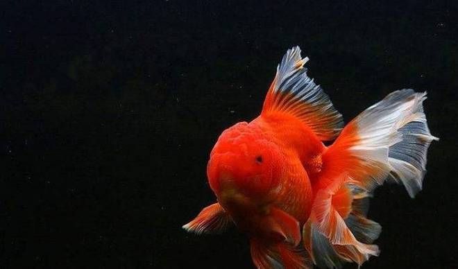 龍魚嘴巴撞爛了怎么辦圖片大全視頻：龍魚嘴巴撞爛了怎么辦？圖文全攻略助你守護愛魚