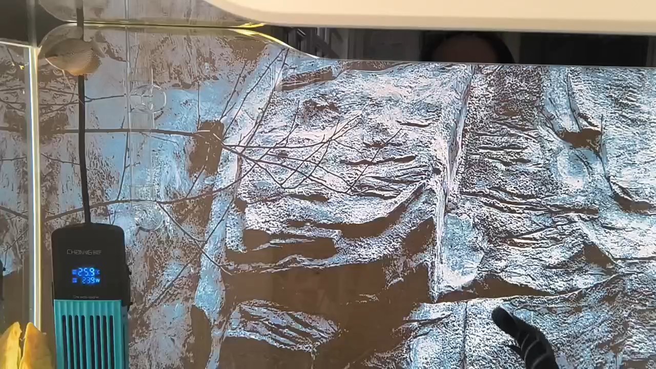 重慶觀賞魚批發市場有哪些店，重慶觀賞魚批發市場有哪些，觀賞魚批發市場在哪里
